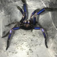 Chilobrachys sp electric blue