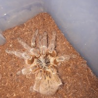 0.1 P. murinus