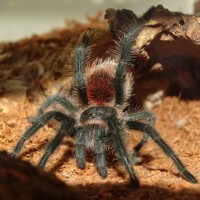 0.1 Grammostola actaeon