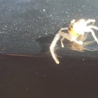 Jumping Spider