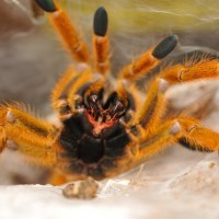 An angry OBT .....