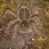 Blondi With Abcesses Frestly Molted