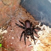 H.Valida post molt feeding