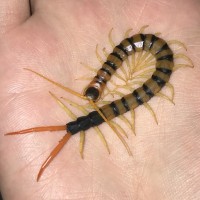 Scolopendra heros arizonensis “Madrean Banded” Handling #1