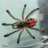 Stubborn (♀ Avicularia avicularia 2")