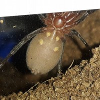 Fat B. cabocla sling ventral shot