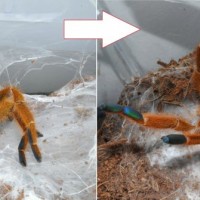 Angry OBT