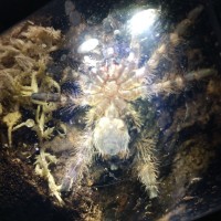 1 3/4" P regalis m/f?