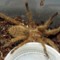 My New Idiothele mira Sling (♂ 1.25")