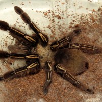 My New Ephebopus murinus (3" ♀)