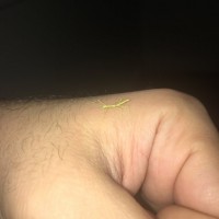 Baby stick insect ID