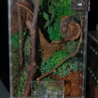 P. regalis sling and enclosure