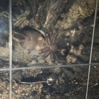 P. Regalis 4”