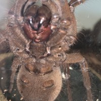 Theraphosa stirmi [ventral sexing]