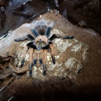 Aphonopelma chalcodes