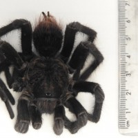 Tarantula from Cayman Islands