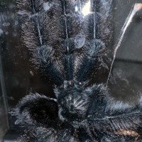 Any ideas why several T’s are molting at the same time? A. Avicularia M1 Now a MM