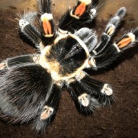 Brachypelma auratum