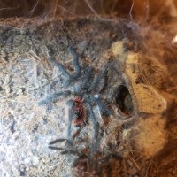 Grammostola iheringi