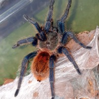 0.1 GBB - freshly moulted