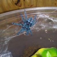 C versicolor