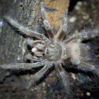 Nhandu tripepii Juvenile Male ~3"