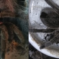 Grammostola rosea?