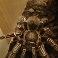 Aphonopelma seemanni