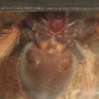 Brachypelma boehmei sex?