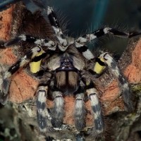 P. regalis 6 inch female.