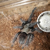 Brachypelma albopilosum