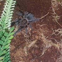 Brachypelma albopilosum