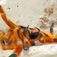 Angry OBT showing off fangs