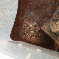 Poo or mold?