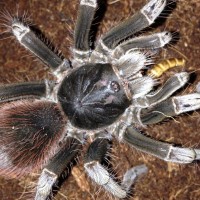 0.1 Pamphobeteus petersi Feeding