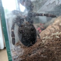 Lasiodora difficilis [4/4]