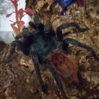 Chromatopelma cyaneopubescens