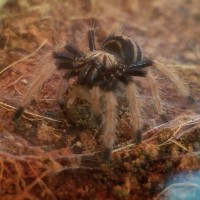 Chromatopelma cyaneopubescens