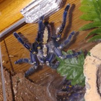 p metallica, fresh molt