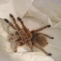 Grammostola ID [1/2]