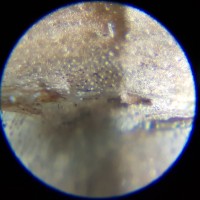 Brachypelma sabulosum