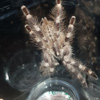 Poecilotheria Tigrinawesseli