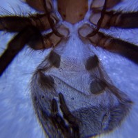 A. Geniculata 2 inch DLS, suspect female