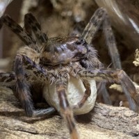 Proud momma “Labby” Dolomedes tenebrosus