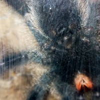 4.75" Avicularia avicularia [ventral sexing]