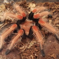 Freshly molted Fireleg