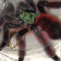 Caribena versicolor