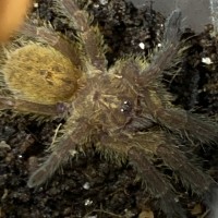 Meet Irascible. My sweet P. murinus