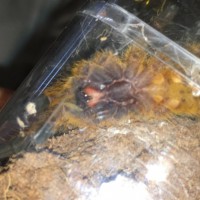 P. Murinus