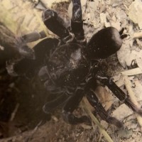 ID request (Peru tarantula)